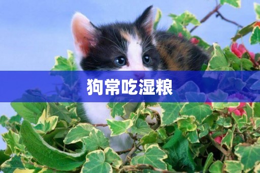 狗常吃濕糧