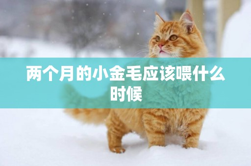 兩個月的小金毛應該喂什么時候