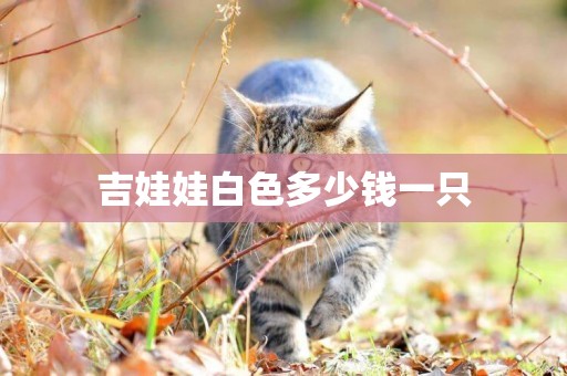 吉娃娃白色多少錢一只