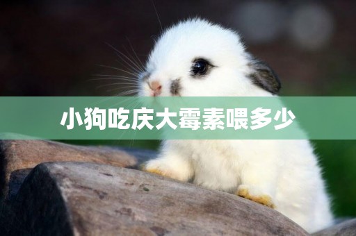 小狗吃慶大霉素喂多少