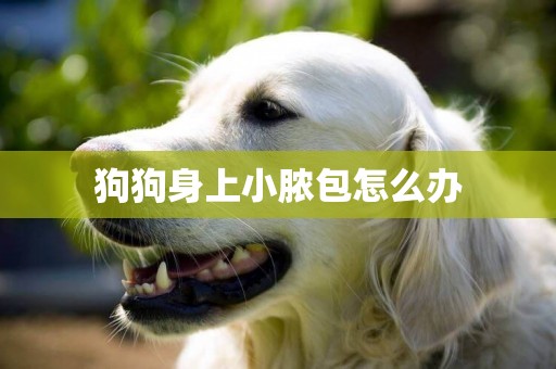 狗狗身上小膿包怎么辦
