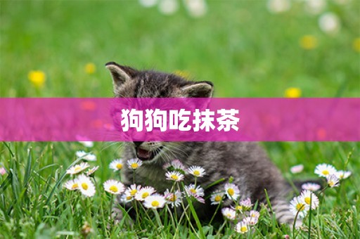 狗狗吃抹茶