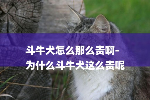 斗牛犬怎么那么貴啊-
為什么斗牛犬這么貴呢