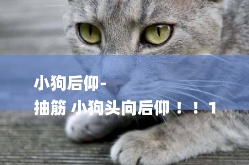 小狗后仰-
抽筋 小狗頭向后仰 ！！1