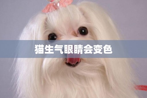 貓生氣眼睛會變色