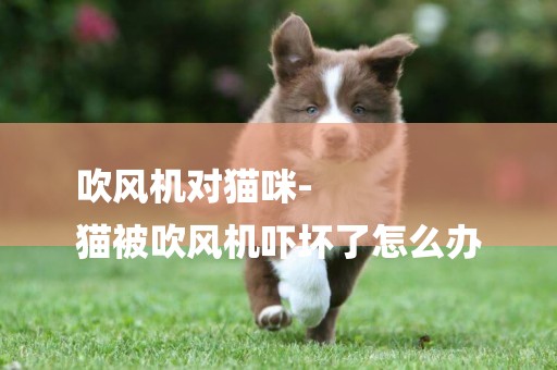 吹風機對貓咪-
貓被吹風機嚇壞了怎么辦