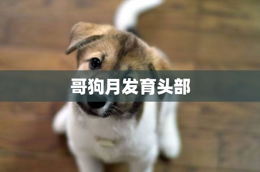 哥狗月發育頭部