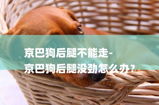 京巴狗后腿不能走-
京巴狗后腿沒勁怎么辦？
