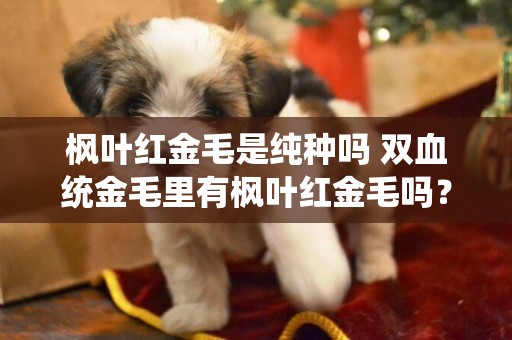 楓葉紅金毛是純種嗎 雙血統金毛里有楓葉紅金毛嗎？