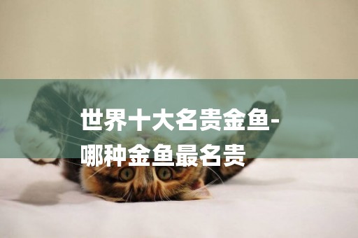 世界十大名貴金魚-
哪種金魚最名貴
