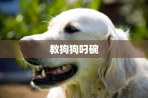 教狗狗叼碗