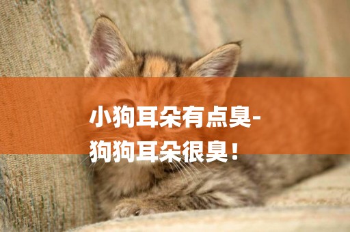 小狗耳朵有點臭-
狗狗耳朵很臭！