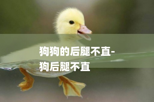 狗狗的后腿不直-
狗后腿不直