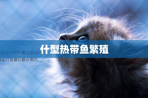 什型熱帶魚繁殖