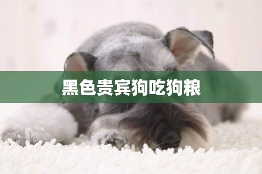 黑色貴賓狗吃狗糧