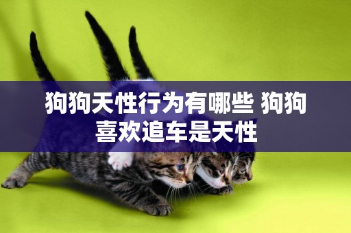 狗狗天性行為有哪些 狗狗喜歡追車是天性