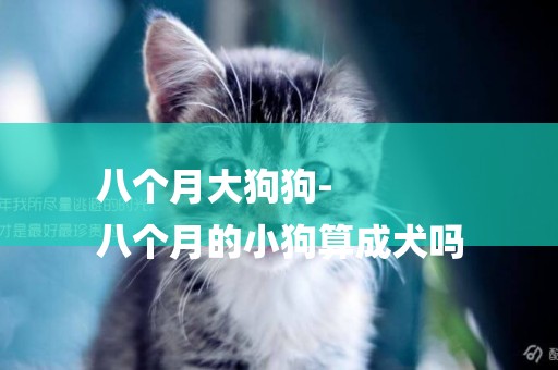 八個月大狗狗-
八個月的小狗算成犬嗎