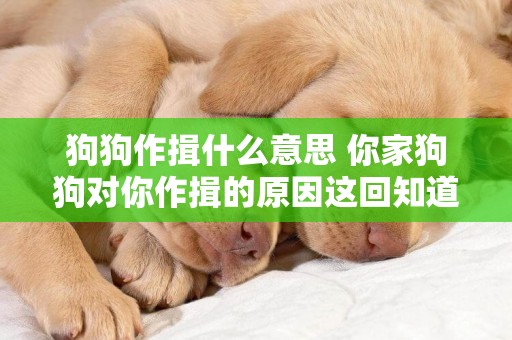 狗狗作揖什么意思 你家狗狗對你作揖的原因這回知道了嗎？