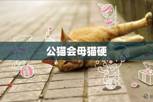 公貓會母貓硬