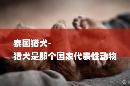 泰國獵犬-
獵犬是那個國家代表性動物
