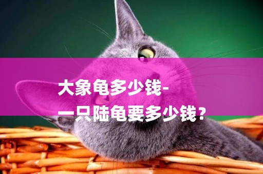 大象龜多少錢-
一只陸龜要多少錢？