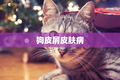 狗皮屑皮膚病