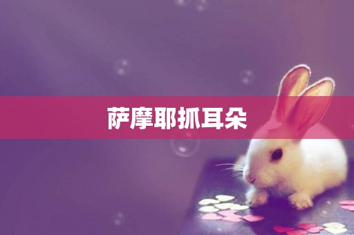 薩摩耶抓耳朵