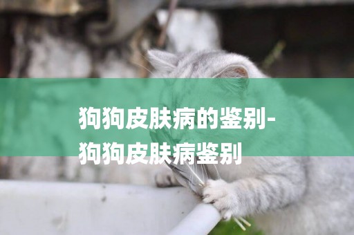 狗狗皮膚病的鑒別-
狗狗皮膚病鑒別