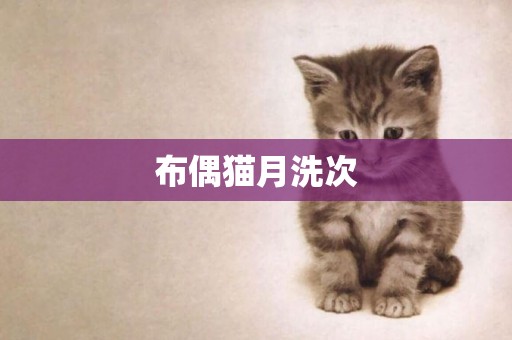 布偶貓月洗次