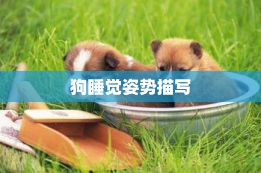 狗睡覺姿勢描寫