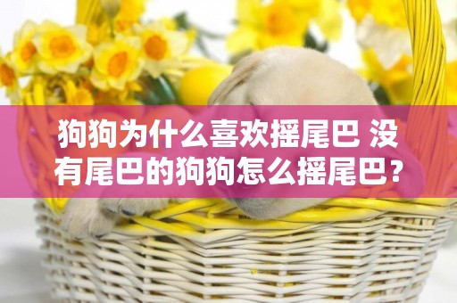 狗狗為什么喜歡搖尾巴 沒有尾巴的狗狗怎么搖尾巴？