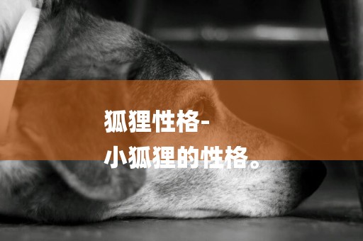 狐貍性格-
小狐貍的性格。