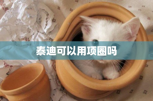 泰迪可以用項圈嗎