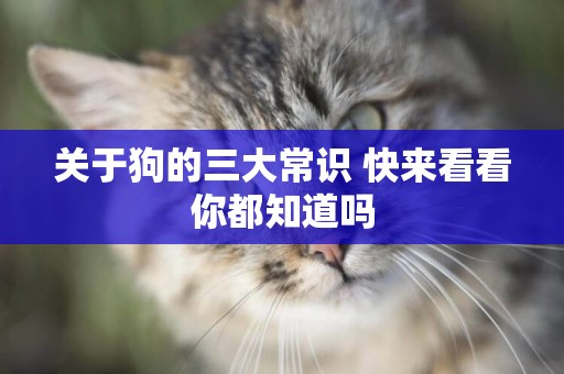 關于狗的三大常識 快來看看你都知道嗎 關于狗的三大常識 快來看看你都知道嗎
