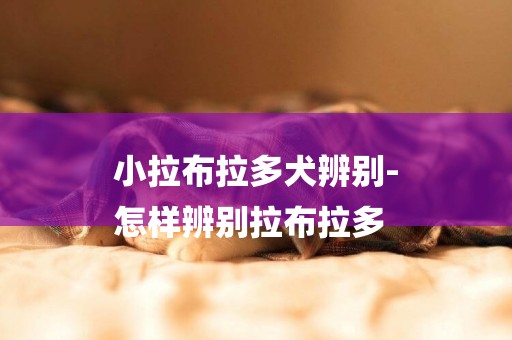 小拉布拉多犬辨別-
怎樣辨別拉布拉多