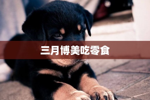 三月博美吃零食
