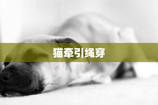 貓牽引繩穿