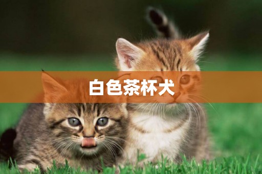 白色茶杯犬