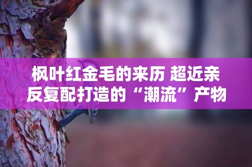 楓葉紅金毛的來歷 超近親反復配打造的“潮流”產物