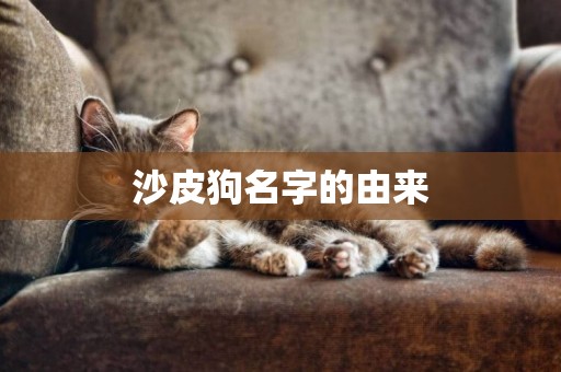 沙皮狗名字的由來