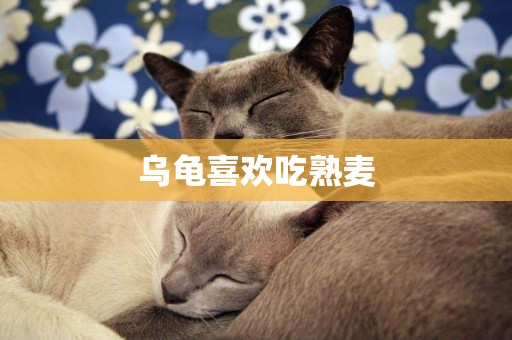 烏龜喜歡吃熟麥