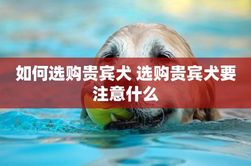 如何選購貴賓犬 選購貴賓犬要注意什么