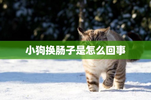 小狗換腸子是怎么回事