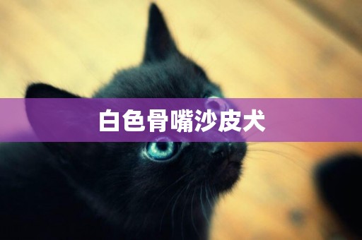 白色骨嘴沙皮犬