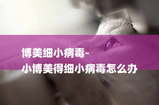 博美細小病毒-
小博美得細小病毒怎么辦