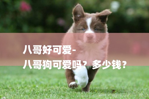 八哥好可愛-
八哥狗可愛嗎？多少錢？