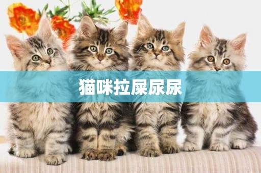 貓咪拉屎尿尿