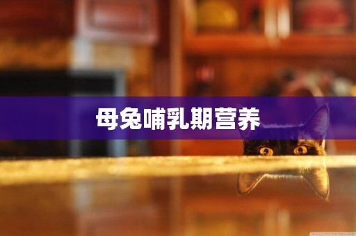母兔哺乳期營養