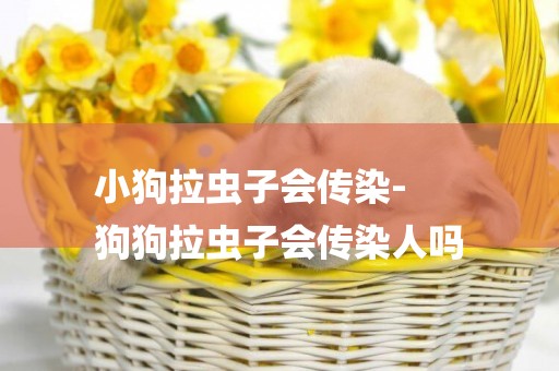 小狗拉蟲子會傳染-
狗狗拉蟲子會傳染人嗎