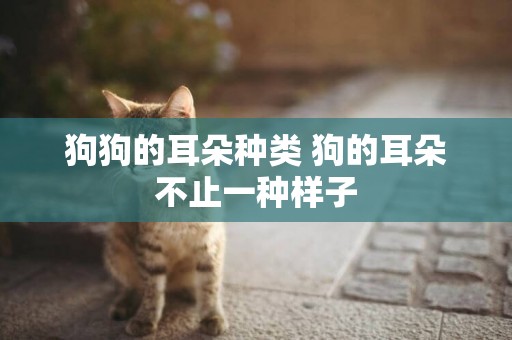 狗狗的耳朵種類 狗的耳朵不止一種樣子